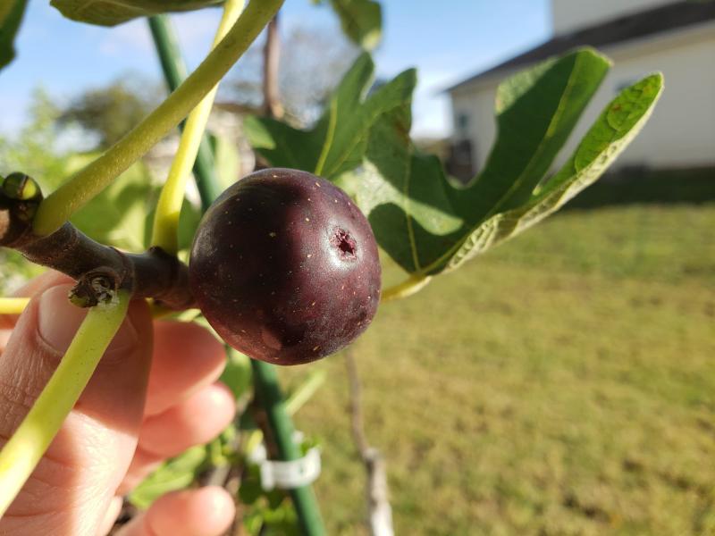 Fig Database LSU Purple