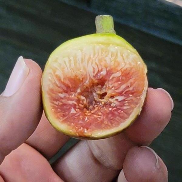 FigBid - Online Auctions of Fig Trees, Fig Cuttings