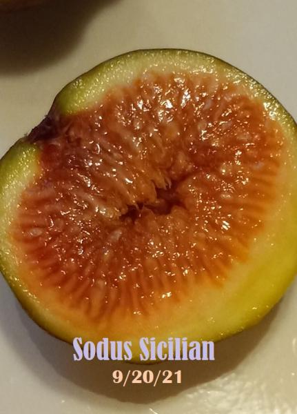 Sodus sicilian