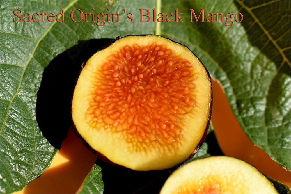 Black Mango Black Mango