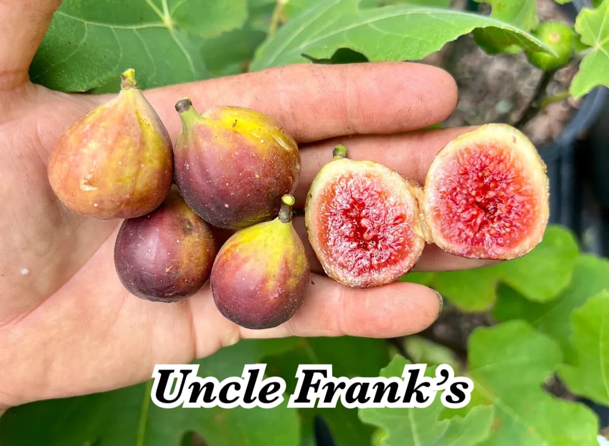 Uncle Franks Uncle Franks