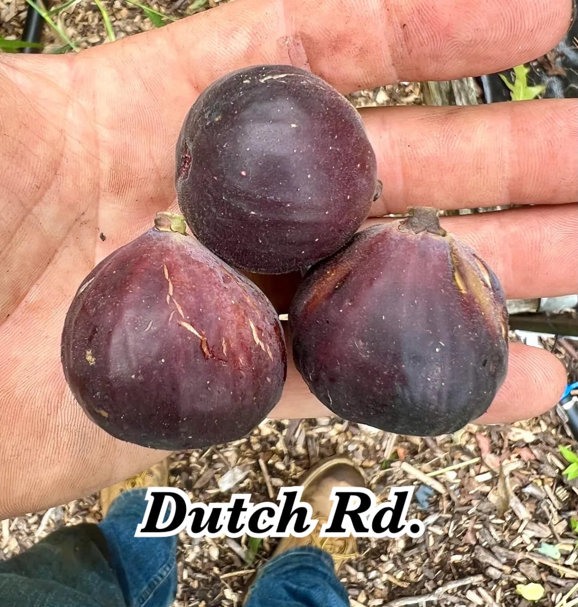 Dutch Rd Dutch Rd