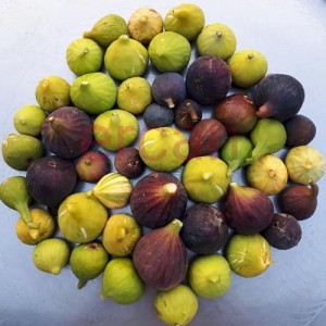 anatolianfigs anatolianfigs