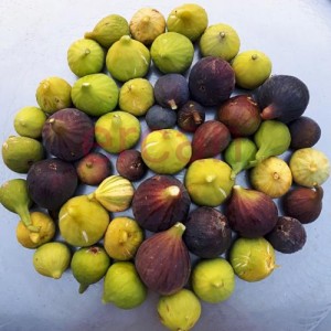 anatolianfigs