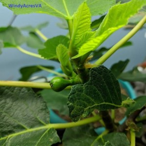 WindyAcresVA WindyAcresVA