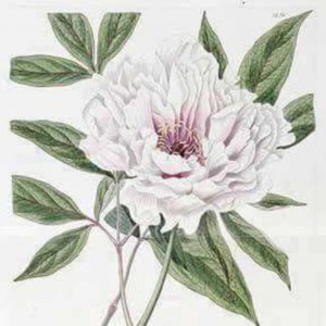 RegencyLass RegencyLass