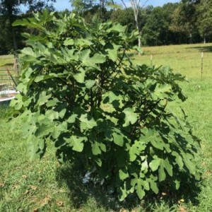 deepsouthfigs deepsouthfigs