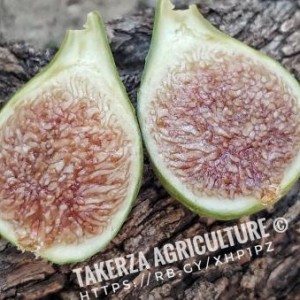 Takerza Takerza