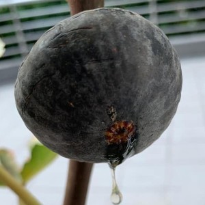 Noire De Barbentane Noire De Barbentane