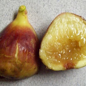 Osborn Prolific Osborn Prolific