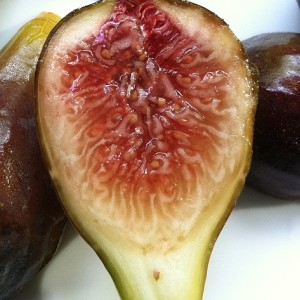 Fig Database Celeste