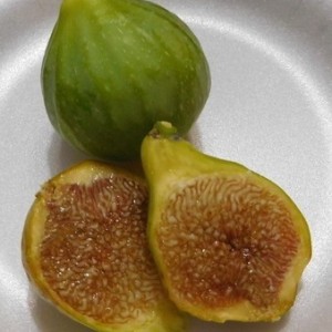 Desert King Desert King