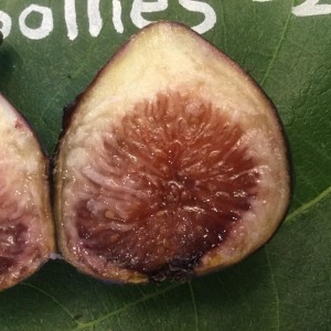 Violette de Sollies Violette de Sollies