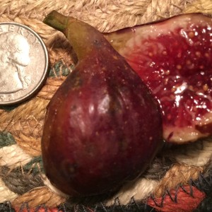 Red Sicilian (MN) Red Sicilian (MN)