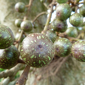 Ficus Sur