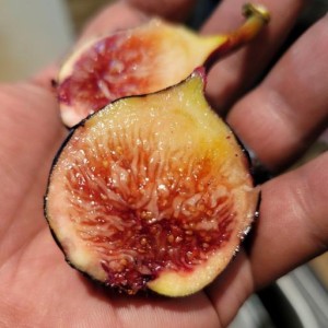 Bourjassotte Noire Bourjassotte Noire