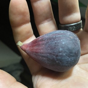 Texas Blue Giant Texas Blue Giant