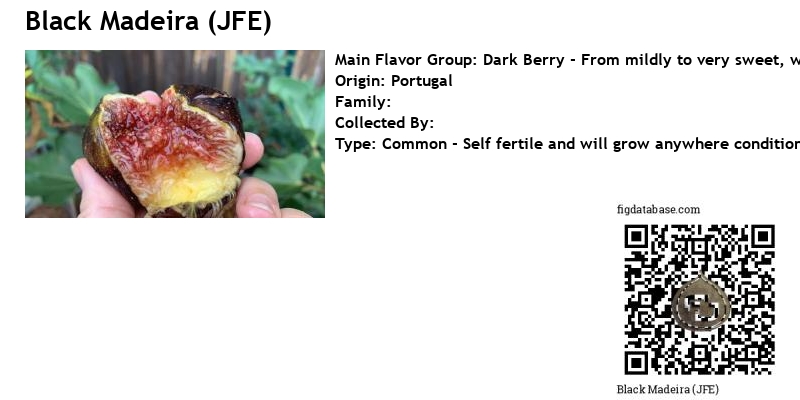 Fig Database®: Black Madeira JFE